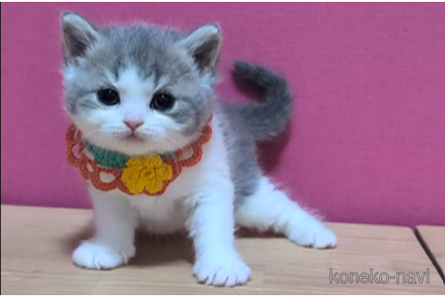 成約済の東京都のスコティッシュフォールド-108538の2枚目